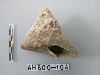 藏品(螺類)的圖片